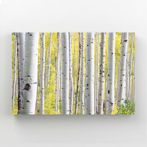 Forêt de Bouleaux Tableau Arbre | TableauDecoModerne®