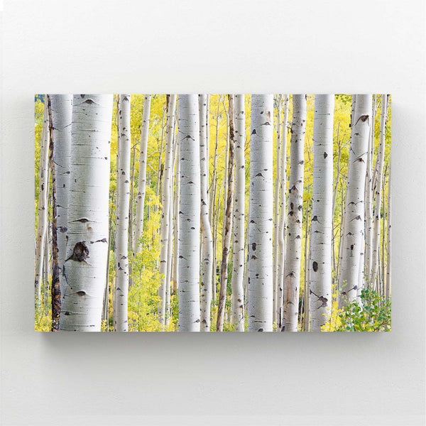 Forêt de Bouleaux Tableau Arbre | TableauDecoModerne®