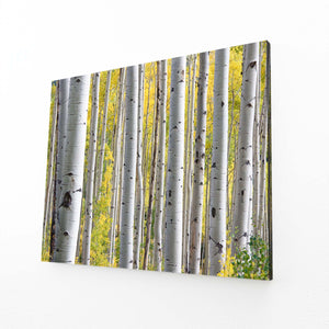 Forêt de Bouleaux Tableau Arbre | TableauDecoModerne®