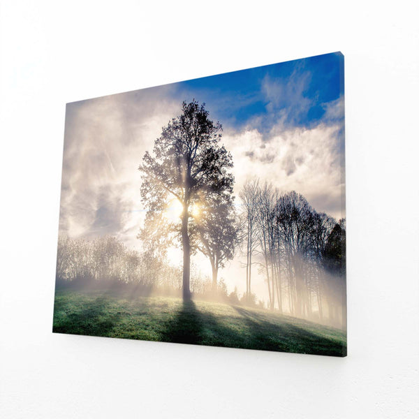 Lumière Matinale Tableau Arbre | TableauDecoModerne®