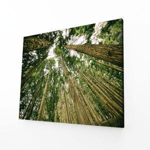 Tableau Arbre Forêt Immense | TableauDecoModerne®