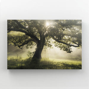 Tableau Arbre Lumière Matinale | TableauDecoModerne®