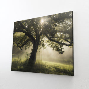 Tableau Arbre Lumière Matinale | TableauDecoModerne®