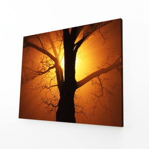 Tableau Arbre Lumière Mystique | TableauDecoModerne®