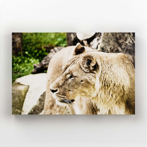 Tableau Lionne | TableauDecoModerne®